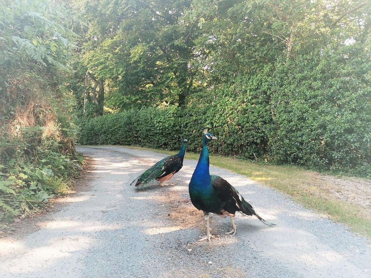 Greenways Valley Holiday Park Great Torrington Dış mekan fotoğraf