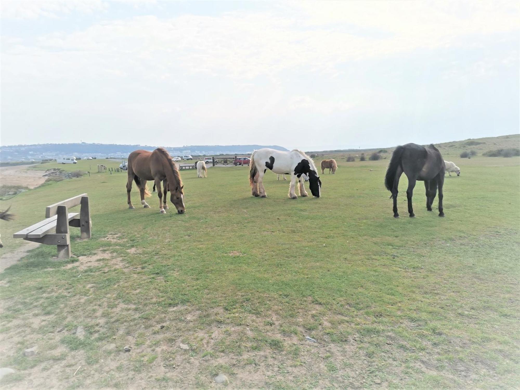 Greenways Valley Holiday Park Great Torrington Dış mekan fotoğraf